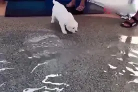 金毛狗狗第一次洗澡，小短腿不敢下水，画面太好笑