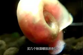 鱼缸的水没换几天就脏？只需放点“它”，鱼缸水干净又透亮视频封面