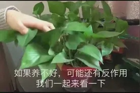 绿萝净化空气但家里有小孩子的，一定不要养绿萝！视频封面