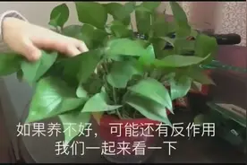 绿萝净化空气但家里有小孩子的，一定不要养绿萝！视频封面
