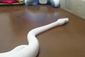 一条白色，一只母的白蛇，真的是漂亮啊，可惜太贵了2000多一条视频封面