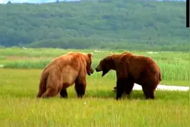 实拍两头阿拉斯加棕熊打架，这种战斗力，什么老虎狮子来都弱爆了视频封面