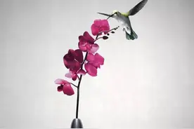 看过诗词大会，却不知道“飞花令”的学问这么多……图片