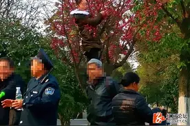 橘子洲：女汉子爬树摆pose拍照，考虑过树的感受吗图片