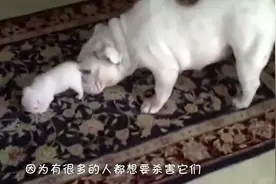 狗狗的克星！异烟肼频频夹在火腿肠中，如今又出现了一种新型药物