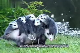拖家带口搬家，鼠妈妈真是太熟练了，这只老鼠不一般！视频封面
