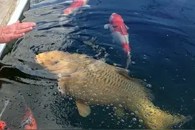 来！菜鸟扫盲！图片