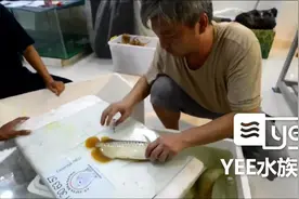 给龙鱼打芯片可是个技术活，不信你看视频封面
