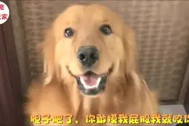 金毛不想洗澡，还跟主人呲牙，一听主人要摸它的屁股，立马去洗了视频封面