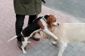 客户念经式训狗，窝头爸上前纠正视频封面