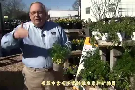 香菜对男性究竟有多大影响？听听医生怎么说视频封面