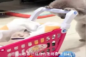 狗子被主人放在车后座，坐车方式惹人发笑，90后的儿时记忆视频封面
