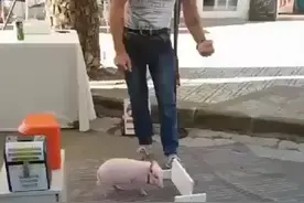 以后你千万不要说你比猪还笨，那样你就跟不上形式的变化而被笑话