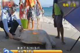 长约1米的海龟被四脚朝天掀翻在沙滩上，估计它年龄有100岁了视频封面