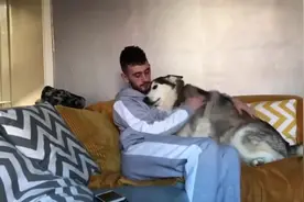 主人只顾玩手机不理狗狗，二哈瞬间来气了，真是个爱撒娇的大宝贝视频封面