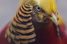 厉害了，鸡原来是靠着这“五德”成为了生肖图片