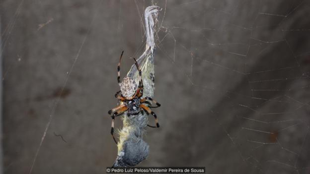 巨型蜘蛛和蜈蚣,捕食大型动物
