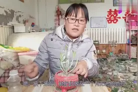 多肉掉叶子不要怕，教你一招，轻松起死回生变得枝繁叶茂