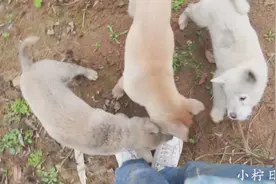 3个月的中华田园犬，能听懂主人说的话，主人叫唤立马摇尾巴走来视频封面