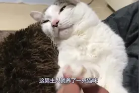 女主和猫咪抢男朋友，这家伙真是黏人啊，网友：真是讨人厌！视频封面