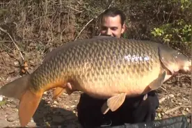 五十斤的大鲤鱼钓上来是什么感觉，从来没见过那么大的鲤鱼视频封面