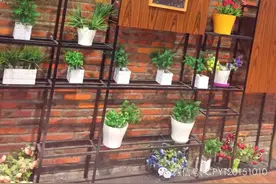 贝琳达音乐餐厅图片