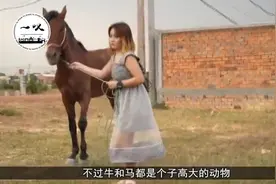 马和牛打架谁更厉害？为了探寻答案，老外竟让双方进行“角斗”!视频封面