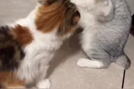 你们俩，要打架就正正经经打架！！莫名的甜蜜是怎么回事？？？