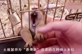 奶凶奶凶的土拨鼠，主人摸下都不让，好可爱！视频封面