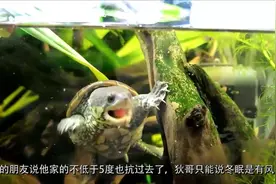 窄桥蛋龟鱼缸饲养教学视频，环境造景美爆了「龟谷鳖老」