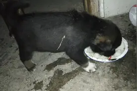 中华田园犬小黑第一次当狗妈妈，没有奶水，只能带幼崽出来吃点饭视频封面