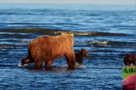 摄影团在公园里游玩拍到了两只小熊手拉手等妈妈捕鱼归来，好有爱视频封面