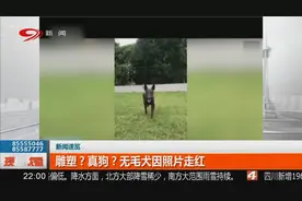 无毛犬因照片走红，让你分不清到底是真狗还是雕塑