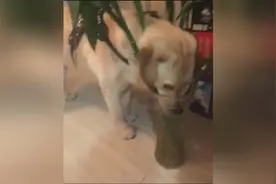 狗狗自己碗里的水不喝，非喝这个