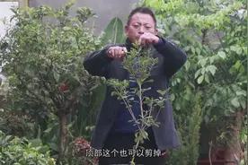 家里种植七里香盆栽，这样养护，花开美丽香飘七里！视频封面