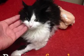 装了假肢的猫咪终于可以自由行走了！视频封面