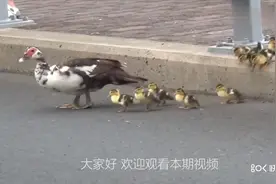 鸭妈妈带着小鸭上公园玩，小鸭突然掉进下水道，结果是这样的！视频封面