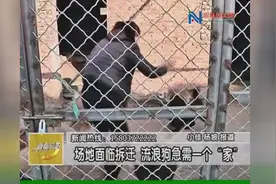 场地面临拆迁流浪狗急需一个“家”视频封面