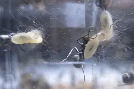 蚂蚁利用大的幼虫吐丝筑巢