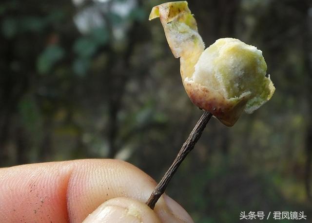 川楝子的功效与作用,每日一味中药 - 苦楝是什么植物 - 实验室设备网