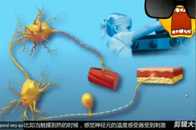 当手被烫到，通过神经反射，手会迅速缩回来，人体自我保护！