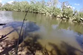 钓鱼：刚刚脱钩，马上又回来吃饵，这鱼得饿成什么样啦！视频封面