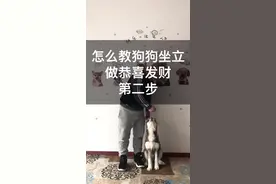 快过年了！你的狗狗会做恭喜发财吗？大小狗通用的训练方法第二步来了！#二哈 #家有萌宠过大年