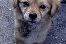 小狗讨食表情图片