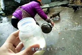 农村媳妇挤母乳喂小狗，什么品种的狗狗？待遇这么好视频封面