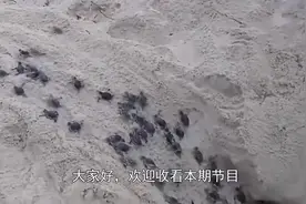 小海龟从孵化到入海全过程，比取经还难，稍有不慎就一命呜呼视频封面