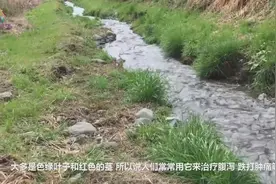 痢疾腹泻不用怕，农村常见野草来帮忙，人称“卧蛋草”