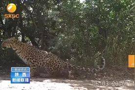 陕西监测到迄今为止最大的华北豹野生种群，给陕西生态点赞！#秦岭