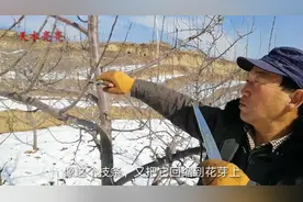 别错过，农业专家现场讲解果园管理技术，都是干货，你学会了吗？视频封面