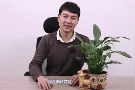 白掌不开花？多半是4个问题导致的，及时解决，白掌立即开花视频封面